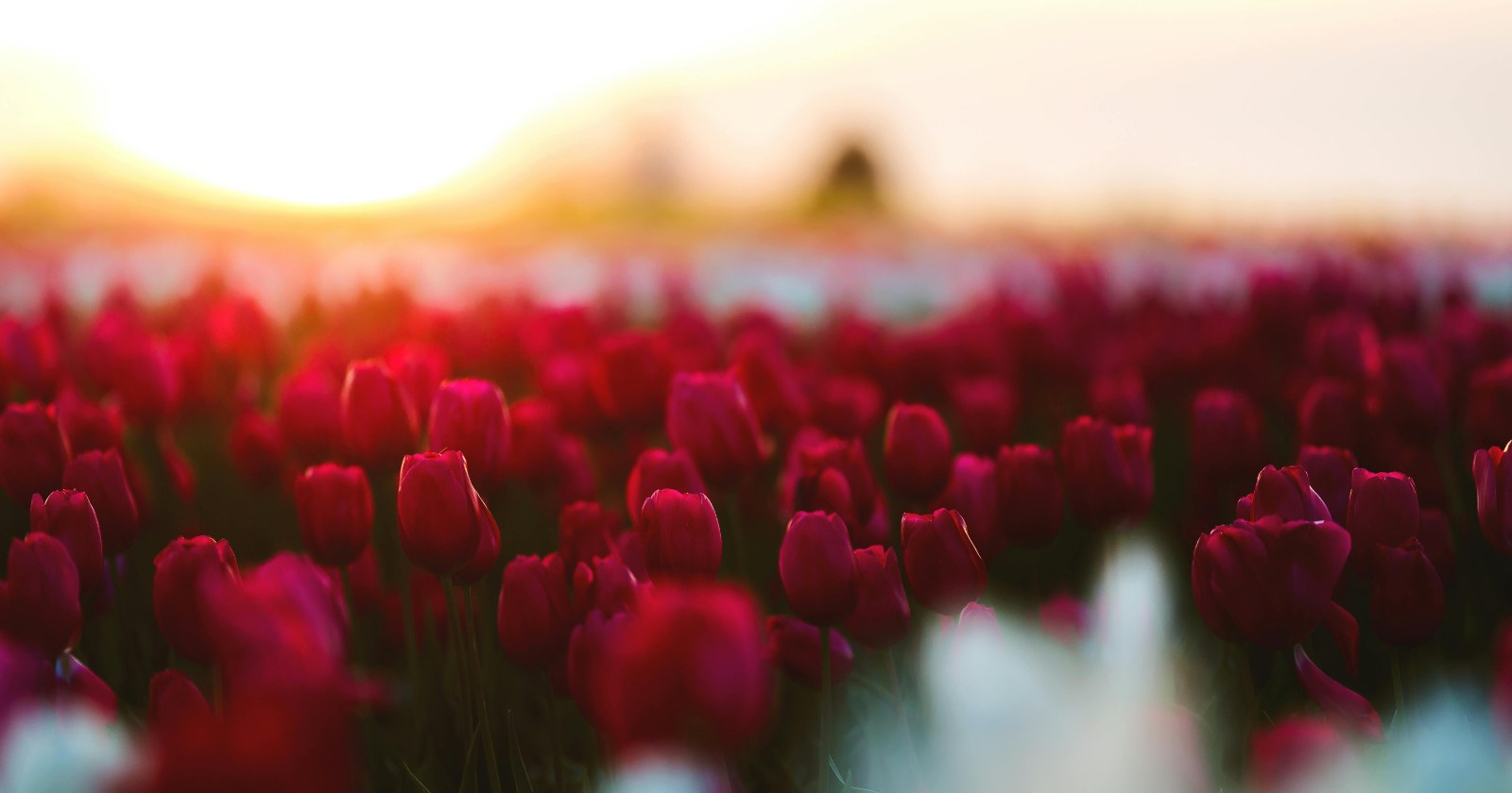 Am I a Highly Sensitive Person? Take the HSP Quiz