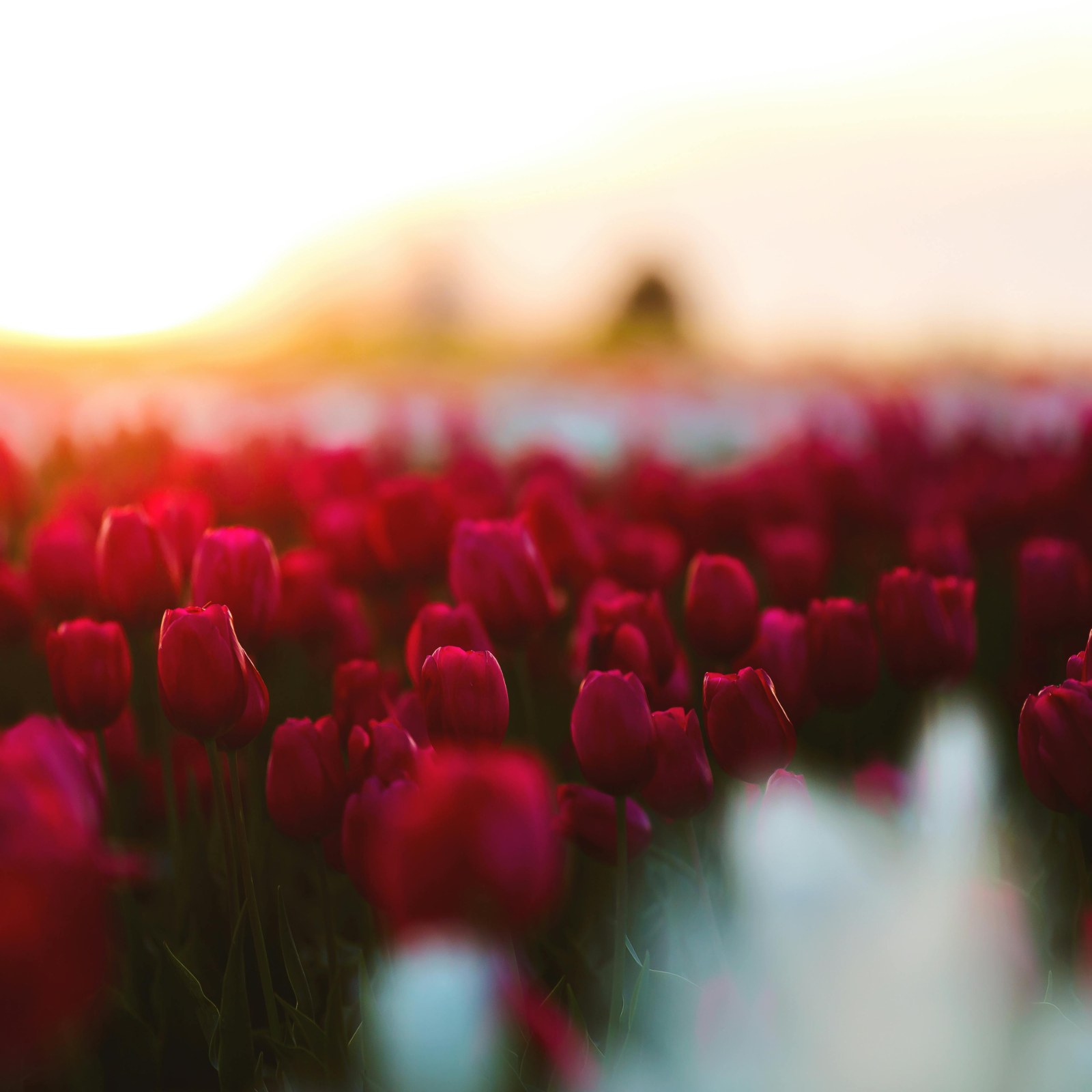Am I a Highly Sensitive Person? Take the HSP Quiz