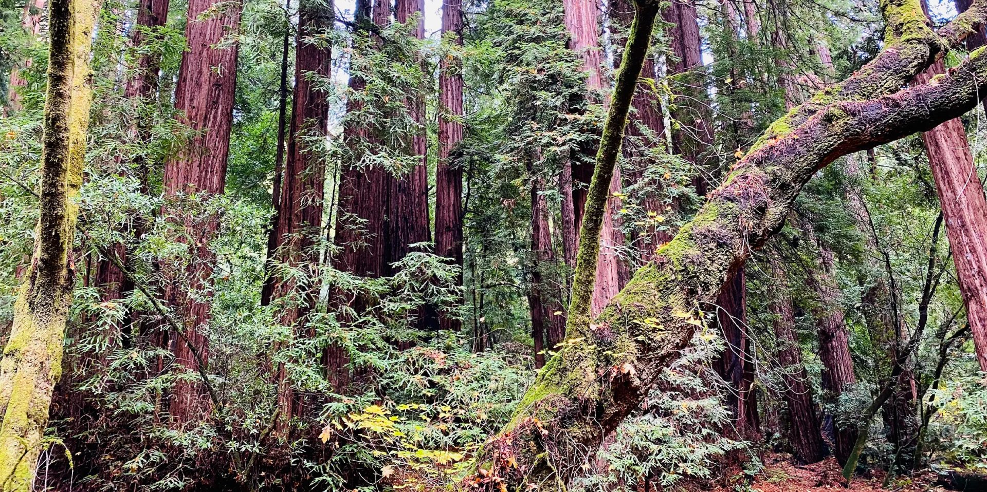 What drives the cost of psilocybin services in Oregon