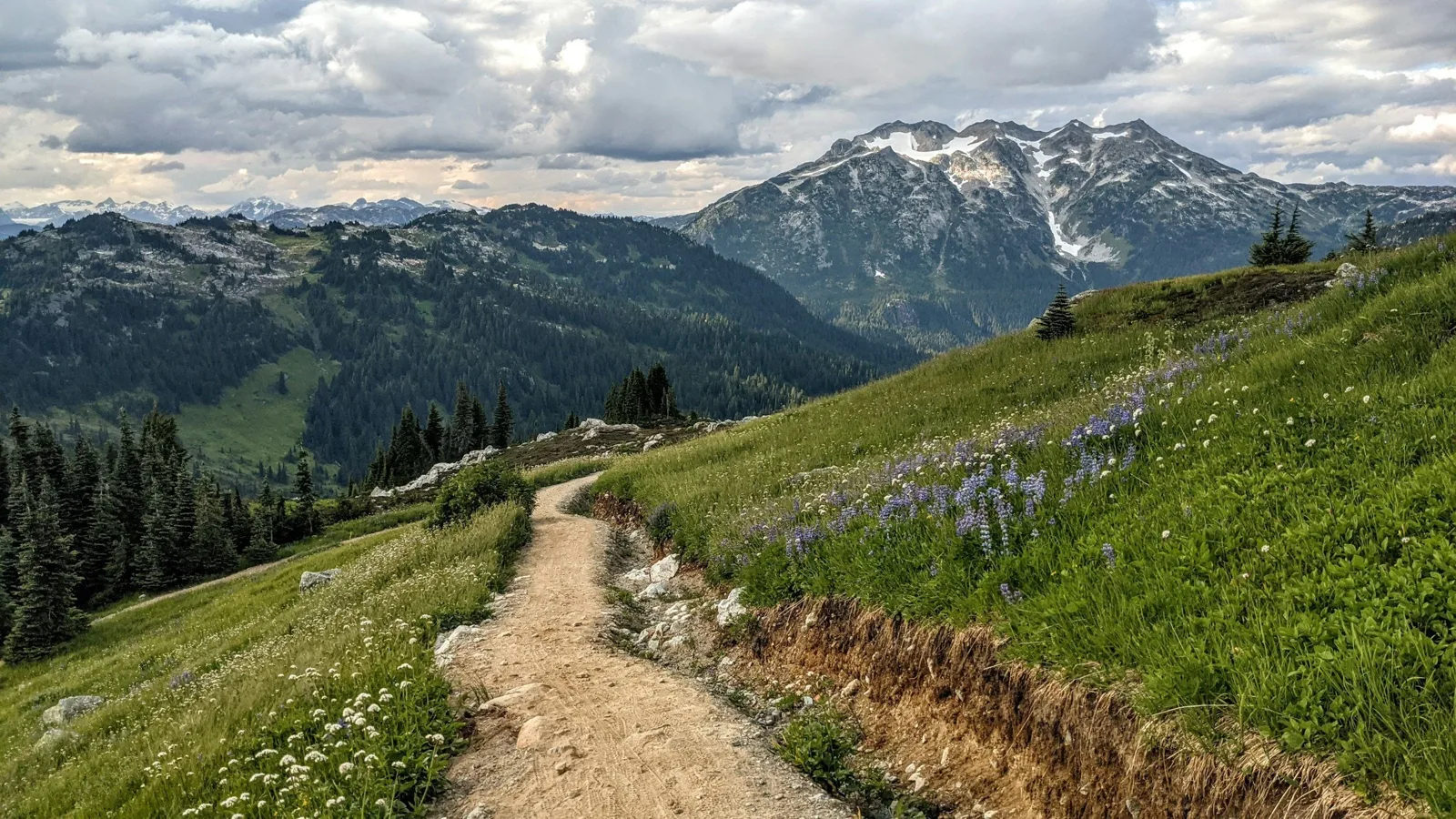 A dirt trail through a wildflower meadow toward snowy mountain peaks