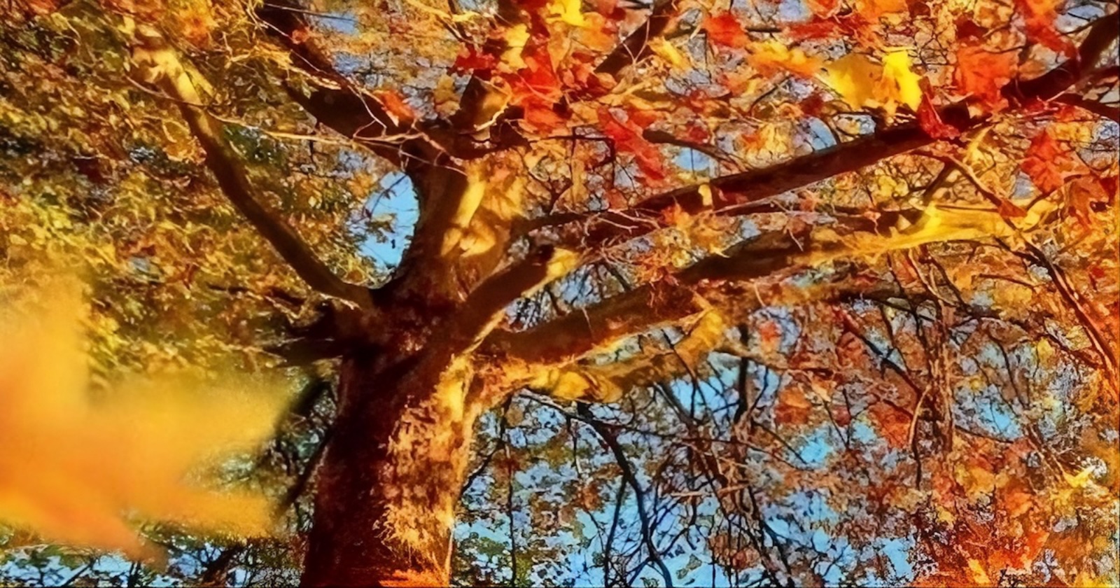 The 4 Seasons of a Relationship: featuring Fall