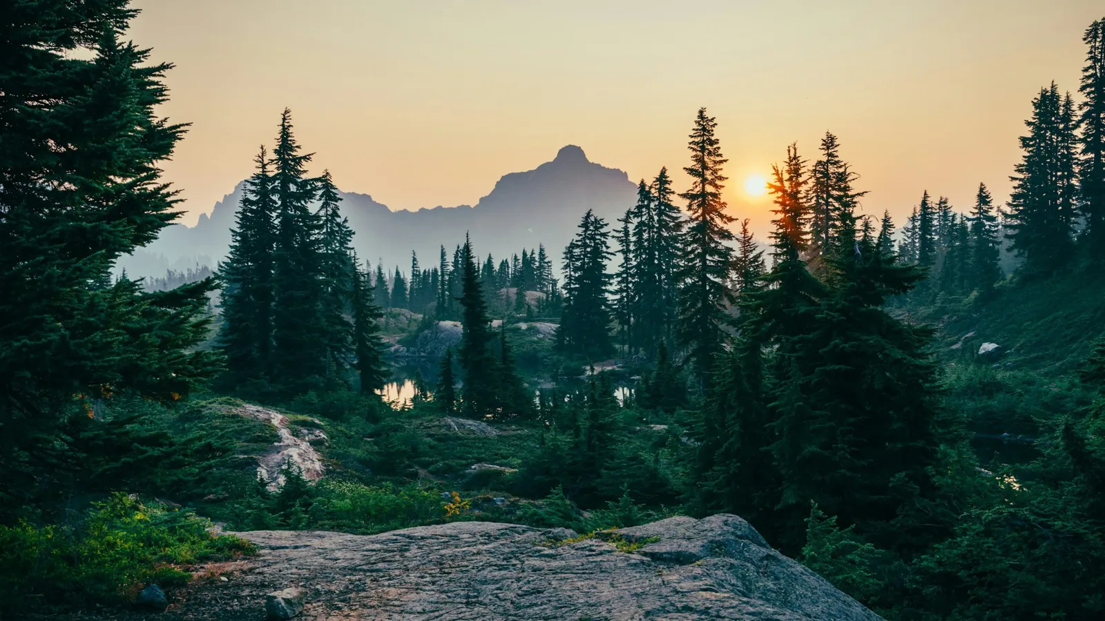 Evergreen forest at sunset with a jagged peak in the distance