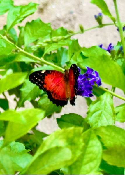 Integration Therapy in Portland, OR | Psychedelic & Ketamine Support (Telehealth)